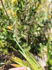 Dichanthelium glabrifolium