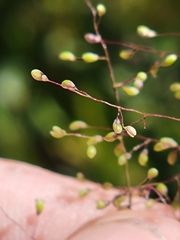 Dichanthelium glabrifolium