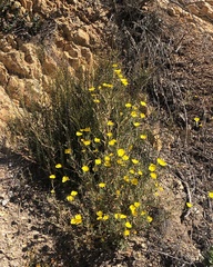 Baileya pleniradiata