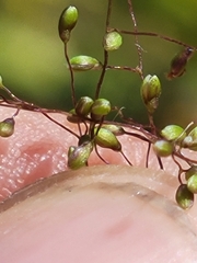 Dichanthelium glabrifolium