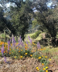 Baileya pleniradiata