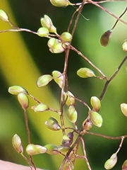 Dichanthelium glabrifolium