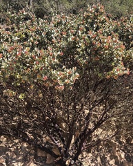 Baileya pleniradiata