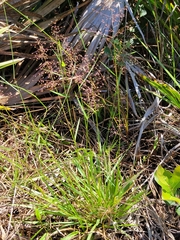 Dichanthelium glabrifolium