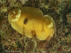 Aphelodoris