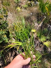 Dichanthelium glabrifolium