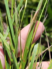 Dichanthelium glabrifolium
