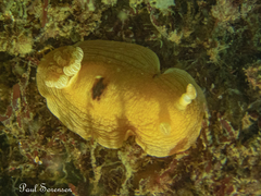 Aphelodoris