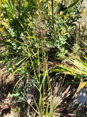 Dichanthelium glabrifolium