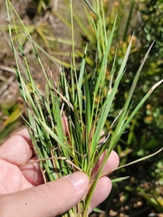 Dichanthelium glabrifolium
