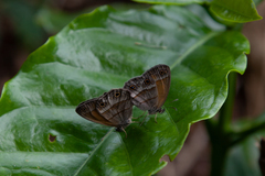 Papilionoidea
