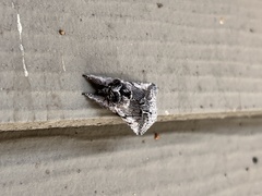 Pleromelloida conserta