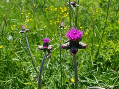 Cirsium rivulare