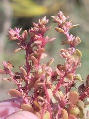Lysimachia minima