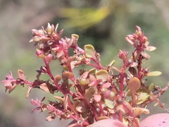 Lysimachia minima