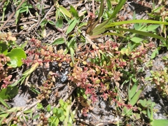 Lysimachia minima
