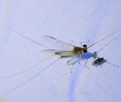 Maccaffertium modestum