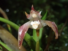 Maxillaria argyrophylla