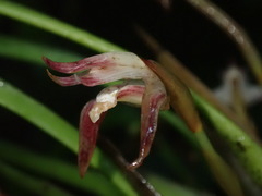 Maxillaria argyrophylla