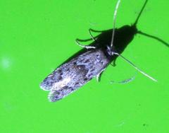 Hypatopa punctiferella