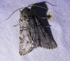 Acronicta tota