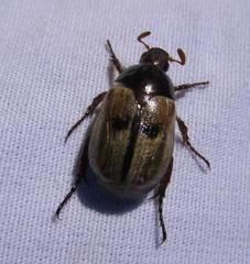 Anomala binotata