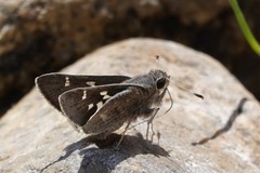 Atrytonopsis pittacus