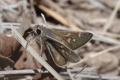 Atrytonopsis pittacus