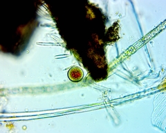 Haematococcaceae