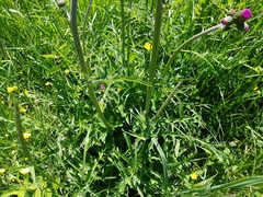 Cirsium rivulare