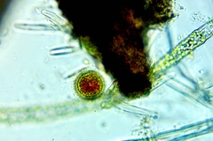 Haematococcaceae