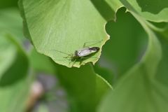 Closterotomus trivialis