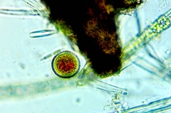 Haematococcaceae