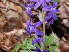 Delphinium tricorne