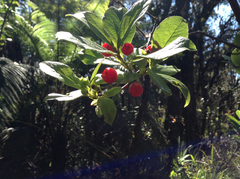 Vaccinium calycinum