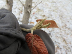 Viburnum × rhytidophylloides