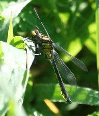 Hylogomphus adelphus