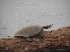 Phrynops williamsi