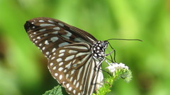 Ideopsis vulgaris macrina