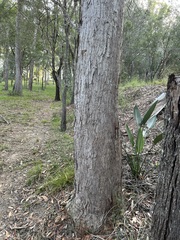 Eucalyptus carnea