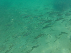Selar crumenophthalmus