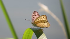 Junonia atlites atlites