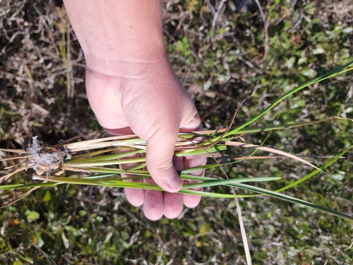 Image of Juncus biflorus by (c) Jay Horn, some rights reserved (CC BY)