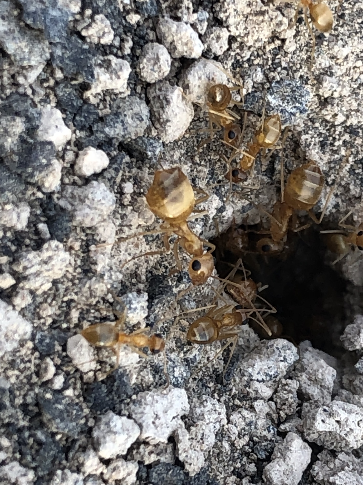 Myrmecocystus pyramicus