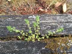 Alchemilla australis