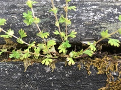 Alchemilla australis