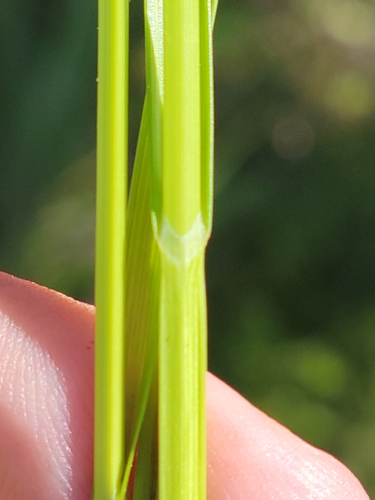 Image of Carex vexans by (c) Jay Horn, some rights reserved (CC BY)