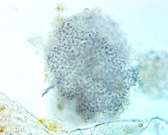Lamprocystis roseopersicina
