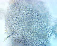 Lamprocystis roseopersicina