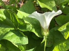 Calystegia sepium angulata